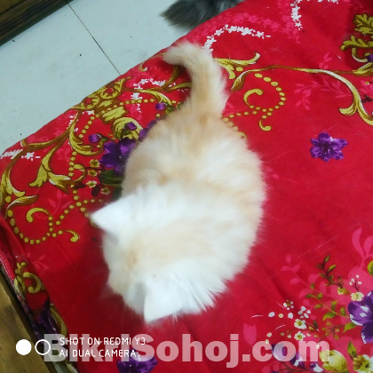 Persian Cat আপনার ঘরে ভালোবাসার এক নরম পার্শিয়ান ক্যাট